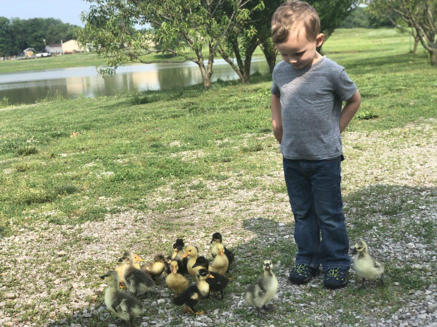 A child next to baby geese