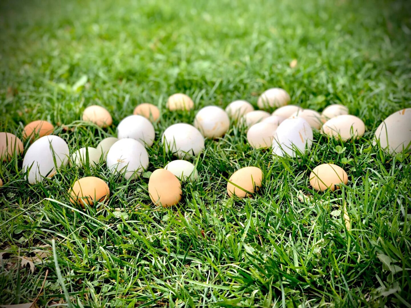 scattered eggs