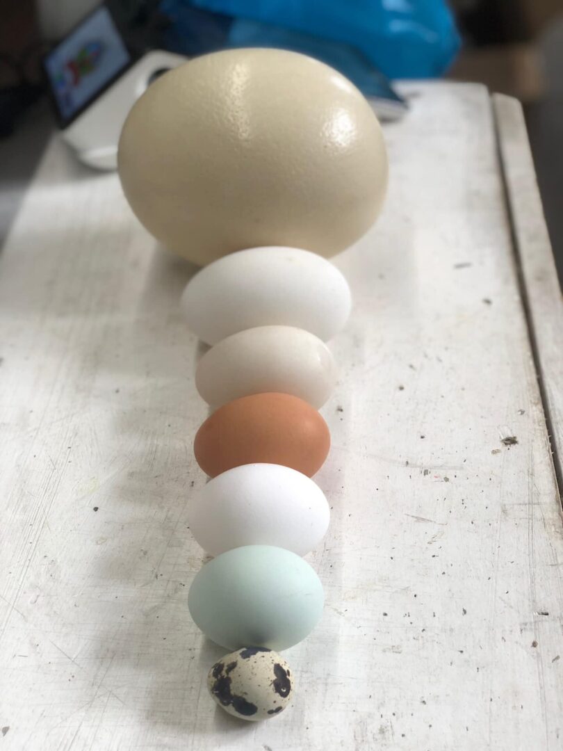 assorted eggs