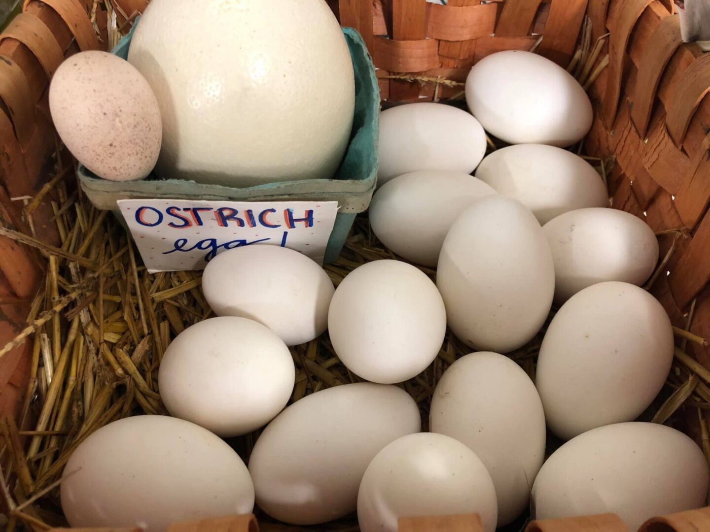 ostrich eggs